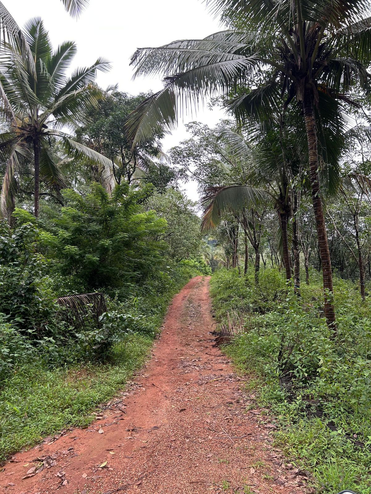 4 Acre Rubber & Coconut Plantation Land for Sale – Near Kukke Subramanya Temple